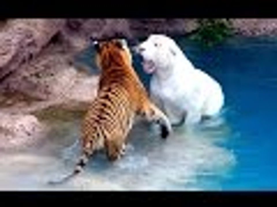 Brutal Animal Fighting 2016 - 2017