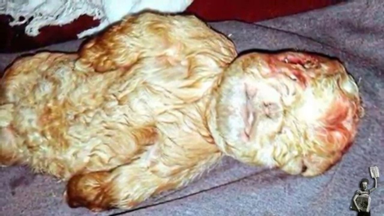 Mystery  goat born with the face of a human baby