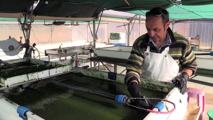 Après les bobos, la spiruline veut conquérir l'Afrique