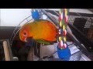 Sun Parakeet named Mini, the newest member of our family