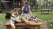Lions, Tigers And Cheetahs Also Like Cuddling - Big Cats Compilation