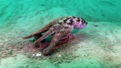 Combat de camouflage entre une pieuvre et une raie