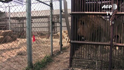 Rescued circus lions to be flown to South Africa