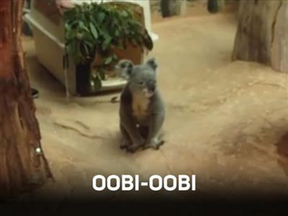 Attention les yeux : koala trop mignon !