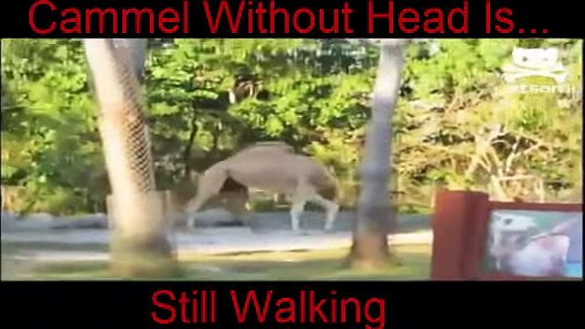 Allah Ki Qudrat Ka Karishma , Head Less Camel Is Still Alive Part # 5