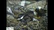 Un aigle dépose un chat dans son nid pour ses bébés