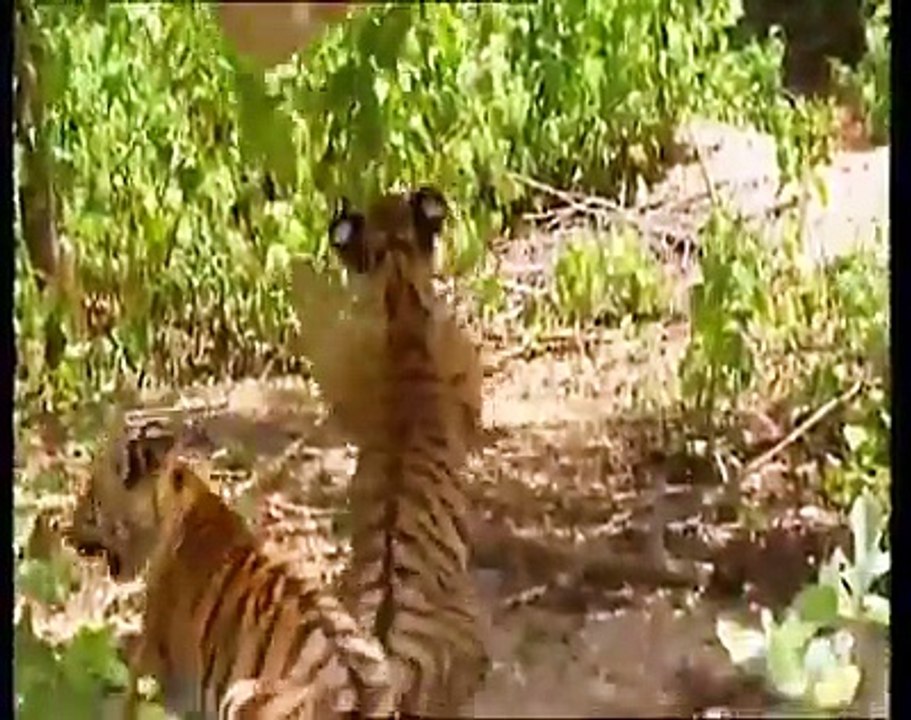 Monkey playing with Tigers