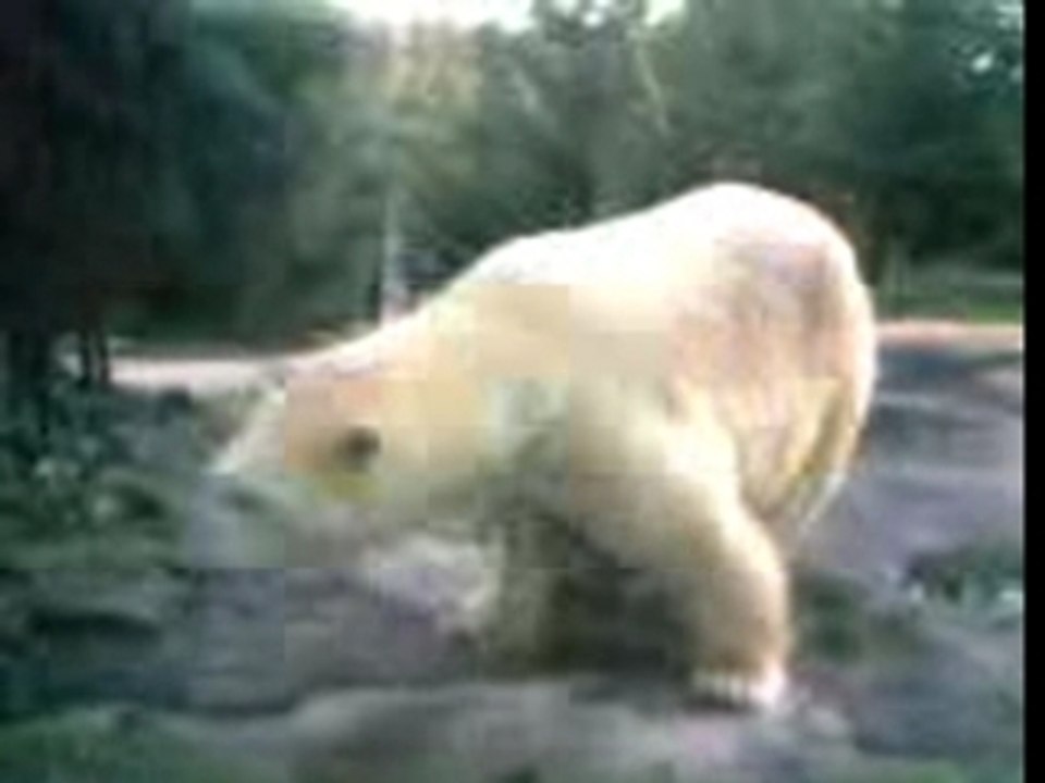 ours blanc
