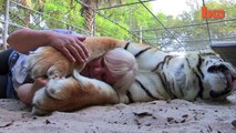 Florida Woman Keeps Bengal Tigers In Her Garden