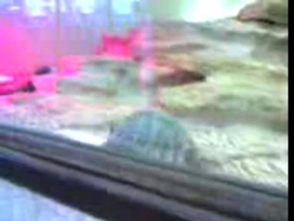 tortue