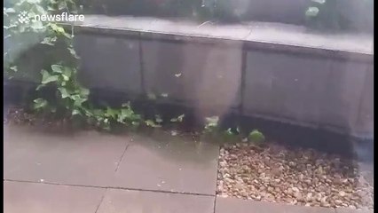 Freak hail storm hits London