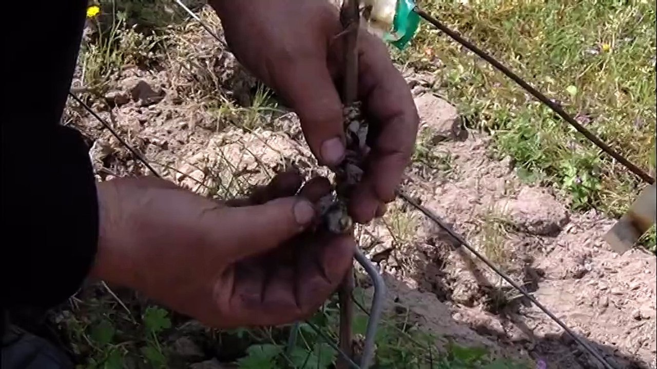 Gel: gros dégâts dans les vignes