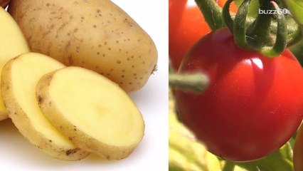 Plant That Grows Fries and Ketchup Going On Sale