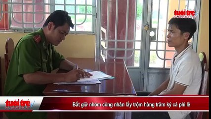 Bắt giữ nhóm công nhân lấy trộm hàng trăm ký cá phi lê