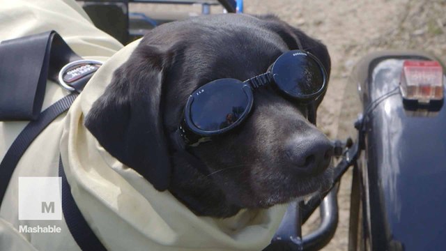 Motorcycling dog gets first four-legged Kevlar bike suit
