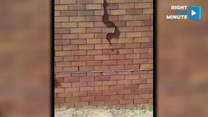 Snake Climbs Brick Wall, Cat Watches Marble Race on RTM