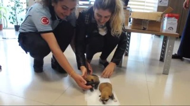 Yavru Köpeklere Zabıta Sahip Çıktı