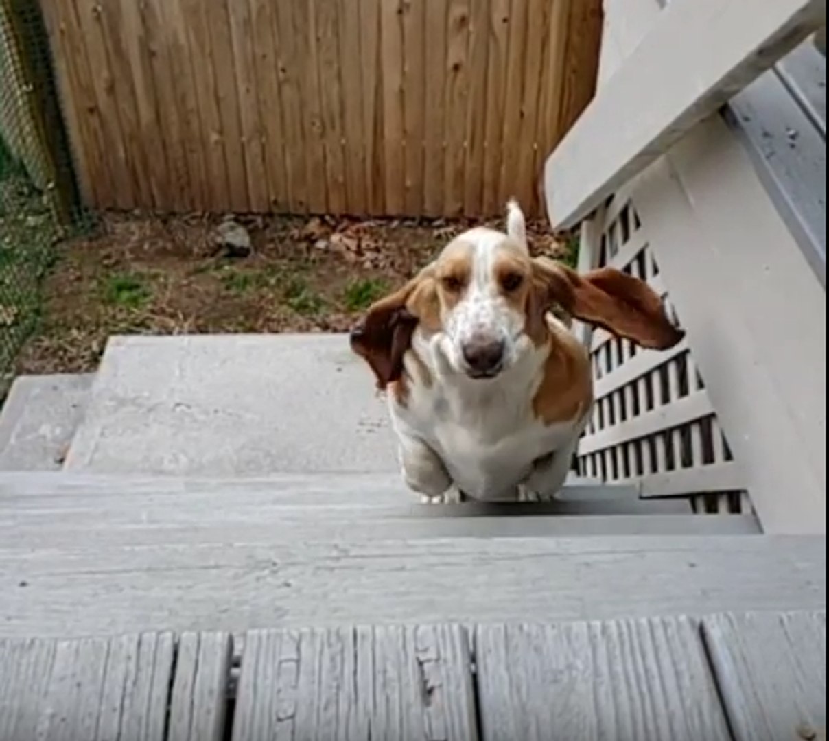 Can Basset Hounds Go Up And Down Stairs
