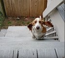 Funny Basset Hound Climbs Stairs