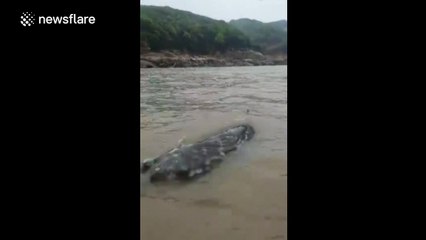 Fishermen catch giant, bizarre-looking fish in China