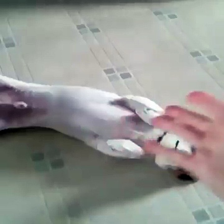 What a Wonderful Dog training