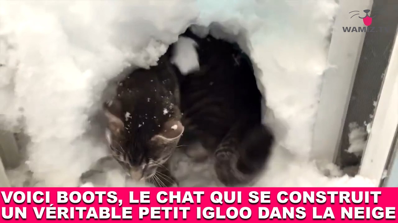 Voici Boots, le chat qui se construit un véritable petit igloo dans la neige ! Maintenant dans la Minute Chat #204