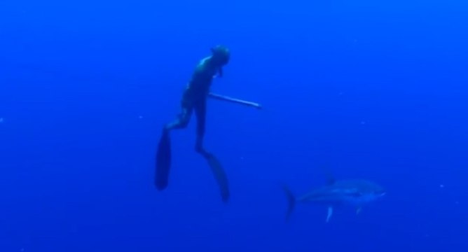 Un requin-baleine attaque un plongeur