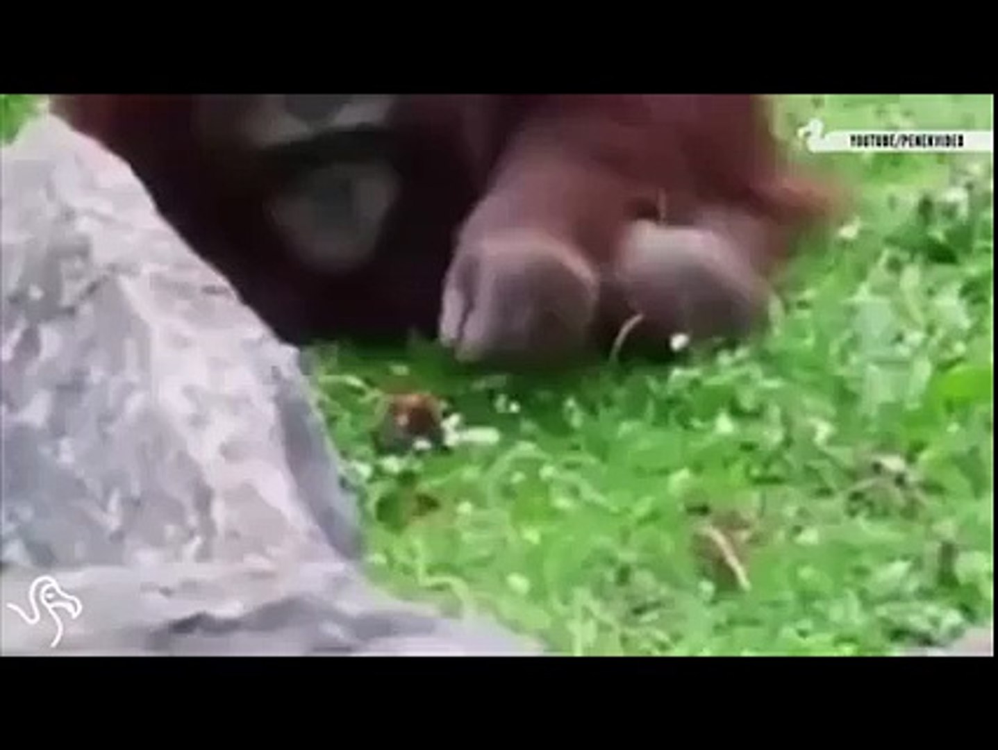 Animals helps animals vedio