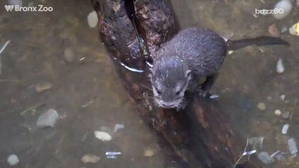 Baby Otter Debuts at Bronx Zoo