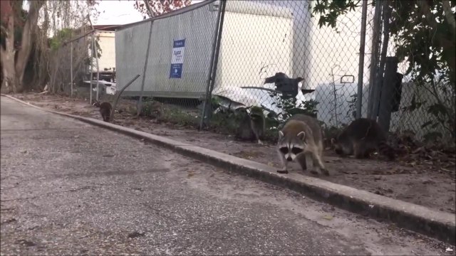 Nourrir un raton laveur à la main : mauvaise idée!