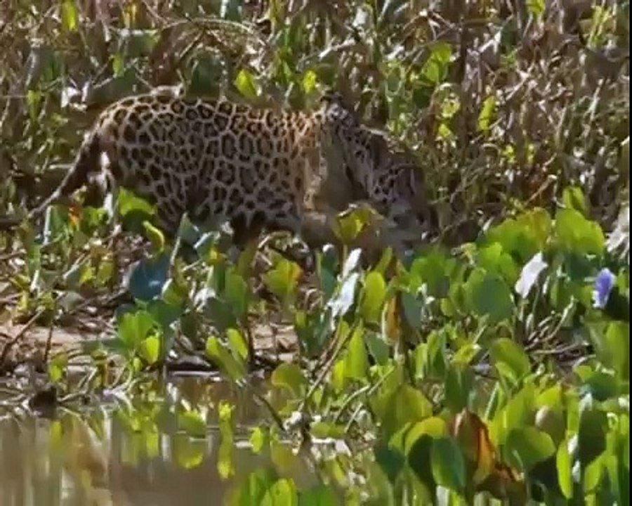 Biggest wild animal fights - CRAZIEST Animals Attack - Lion vs Crocodile vs Jaguar