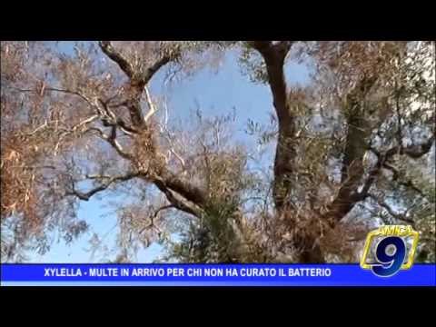 Xylella, multe in arrivo per chi non ha curato il batterio