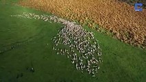 Yeni Zelanda'da koyun sürülerinin toplu hareketleri etkileyici bir ilizyon gösterisi oluşturmuş
