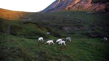 La chasse du lièvre en montagne avec des Ariégeois