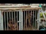 Torre Annunziata (NA) - Cani prigionieri in un 