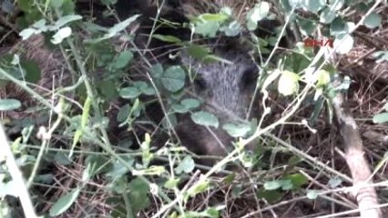 Marmaris Aracın Çarptığı Domuz İğneyle Uyutuldu