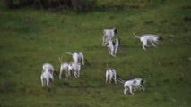 Chasse du lièvre en montagne avec des Ariégeois