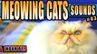 Cat sounds, cat meowing, kitty sounds to make a cat happy, attract cats or annoy dogs.