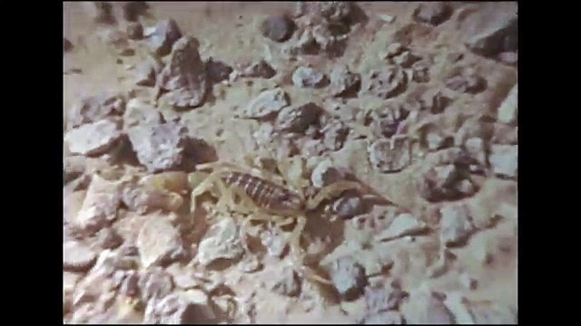 1960s/1970s I. To Tamanrasset in the Sahara by car. I. Nature.