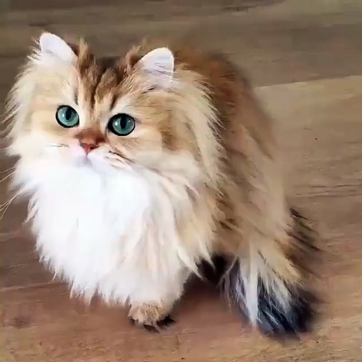 Dünyanın en güzel kedisi Dailymotion Video