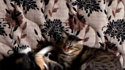 А я хочу играть! Котенок и Кошка