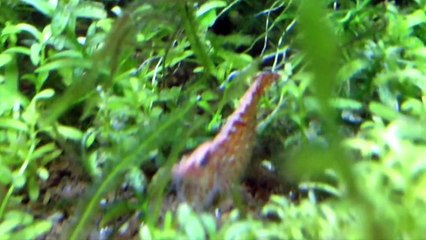 АКВАРИУМ РАСБОРА. Стайные аквариумные рыбки. Animals & fish.