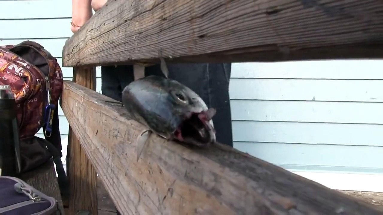 fishes video