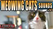 Cat sounds, cat meowing, kitty sounds to make a cat happy, attract cats or annoy dogs.