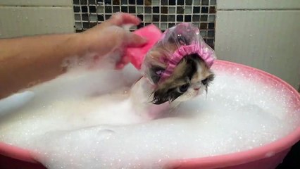 Pampered Cat Takes Relaxing Bath