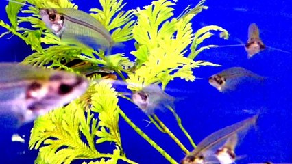 Аквариум. Стеклянные сомики. Animals & fish.