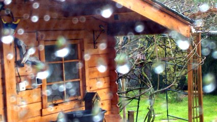 Des mésanges à l'abri de la pluie.... une maman ?