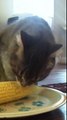 Cat Eating Corn - Scully the Cat Eating Corn on the Cob - Funny Crazy cat / Animal Videos