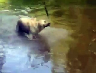 Vea de lo qué es capaz este perro malabarista