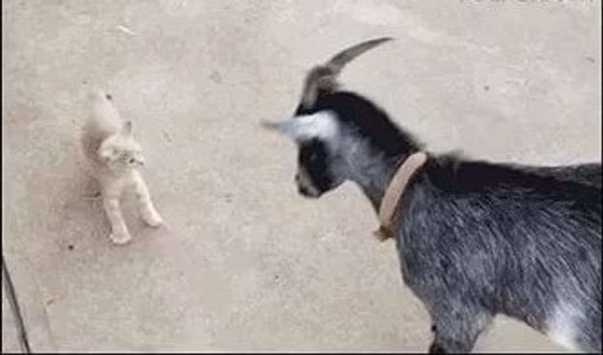 Brave Cat vs Goat